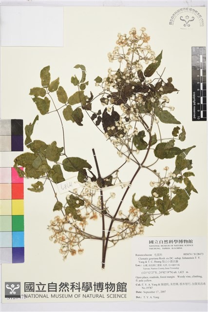 梨山小蓑衣藤藏品圖，第1張