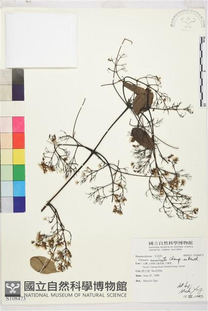 柱果鐵線蓮藏品圖，第1張