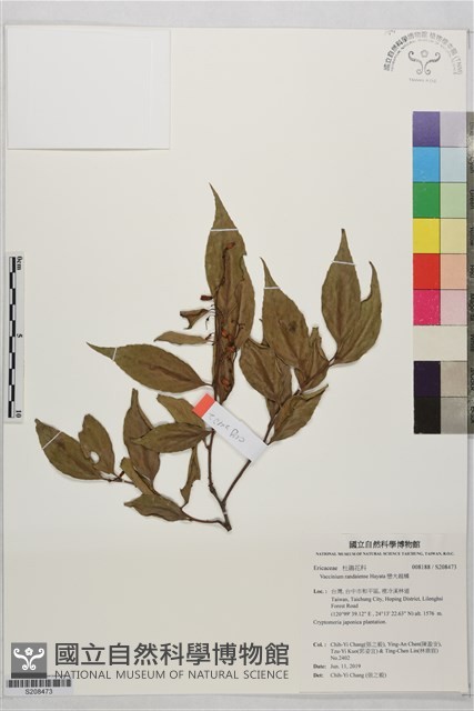 巒大越橘藏品圖，第1張
