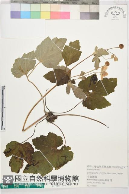 小白頭翁藏品圖，第1張