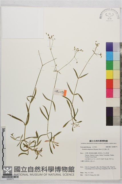 亞毛無心菜藏品圖，第1張
