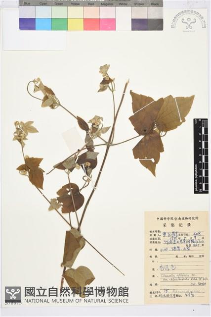 鈍齒鐵線蓮藏品圖，第1張