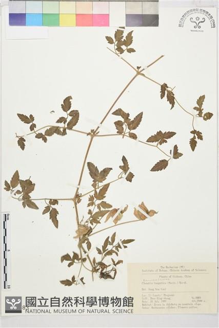 甘青鐵線蓮藏品圖，第1張