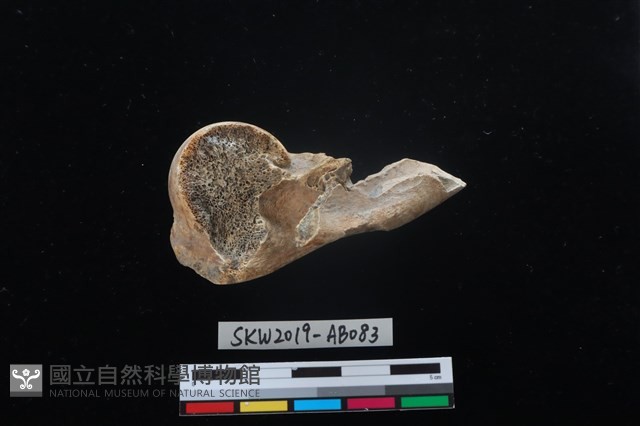 獸骨藏品圖，第1張