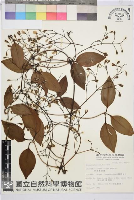 厚葉鐵線蓮藏品圖，第2張