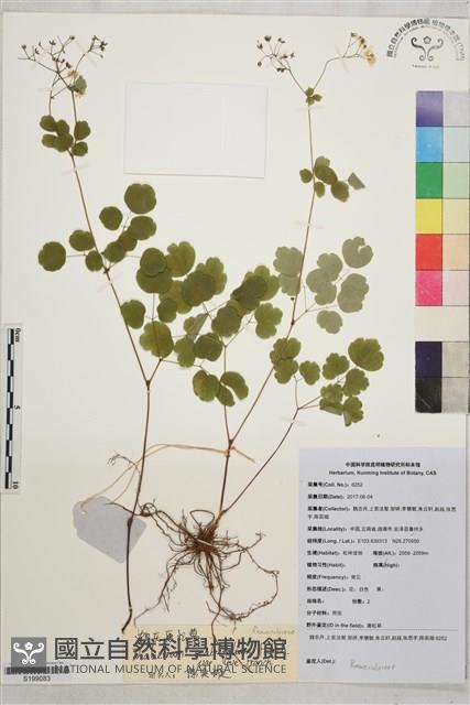 登錄號:S199083藏品圖，第1張