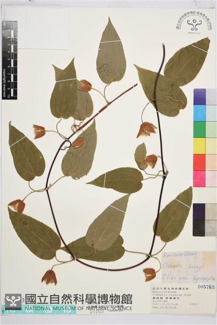 薄單葉鐵線蓮藏品圖，第1張