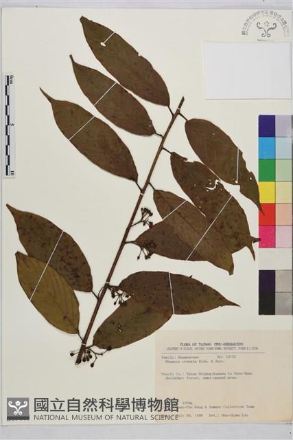 鈍齒鼠李藏品圖，第1張