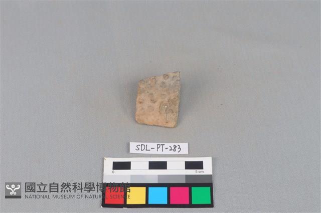 陶片藏品圖，第1張