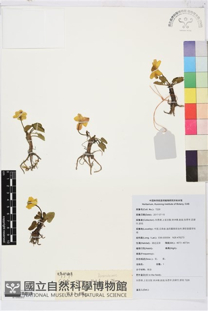 花葶驢蹄草藏品圖，第1張