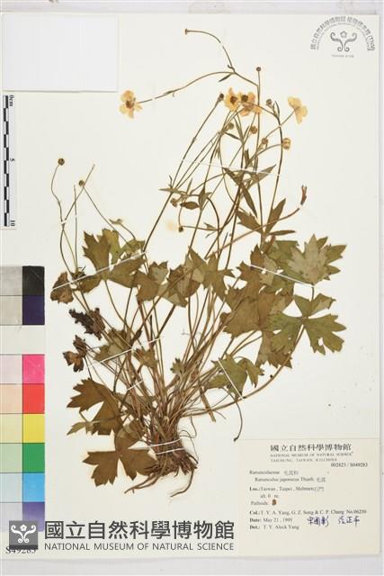 毛茛藏品圖，第1張