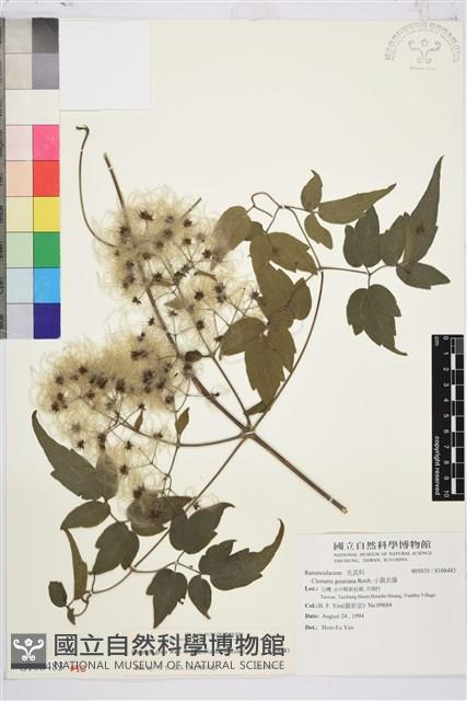 串鼻龍藏品圖，第1張