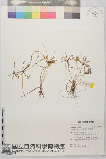 莎田草、扁穗莎草藏品圖，第1張