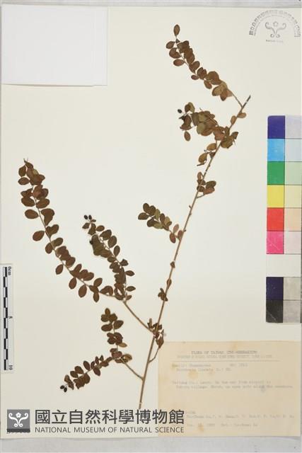 小葉黃鱔藤藏品圖，第1張