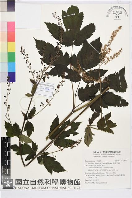 興安升麻藏品圖，第1張