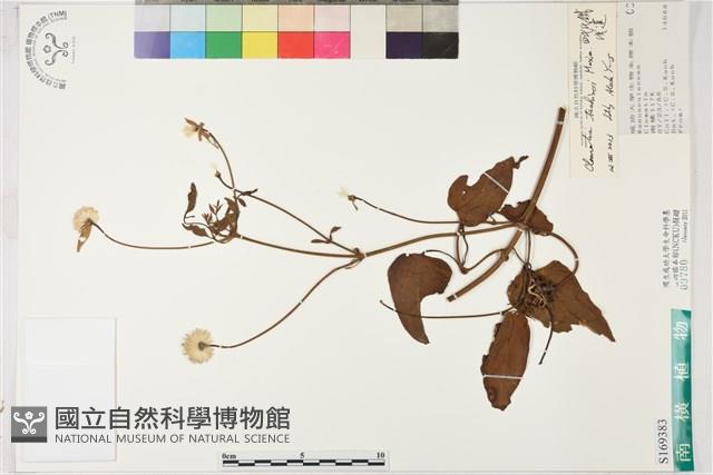 田代氏鐵線蓮藏品圖，第1張