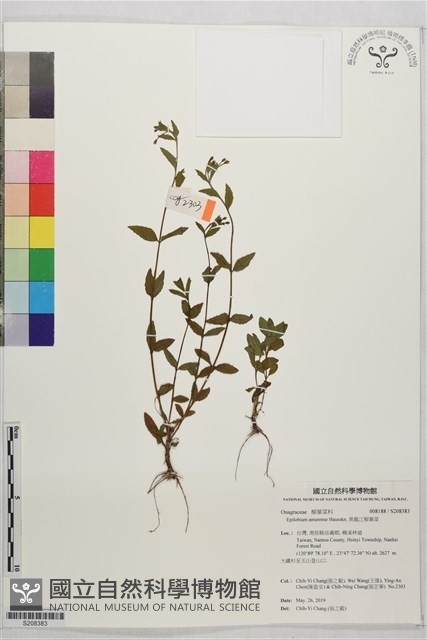 黑龍江柳葉菜藏品圖，第1張