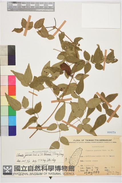 梨山小蓑衣藤藏品圖，第1張