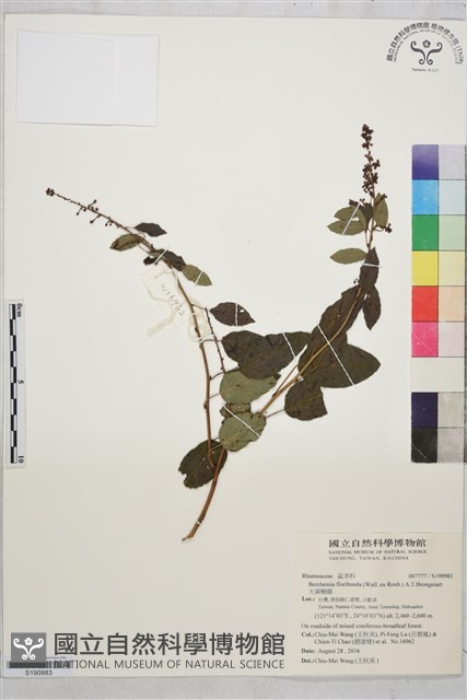 大黃鱔藤藏品圖，第1張