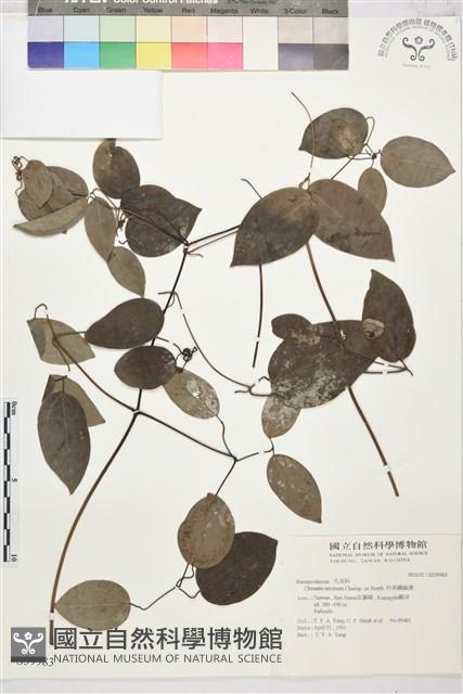 柱果鐵線蓮藏品圖，第2張