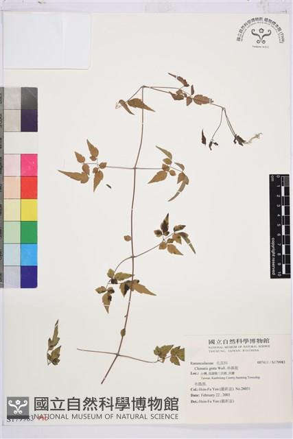 串鼻龍藏品圖，第1張