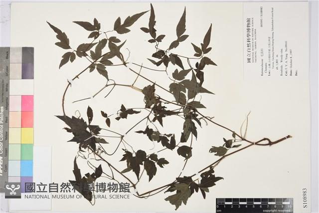 登錄號:S108983藏品圖，第1張