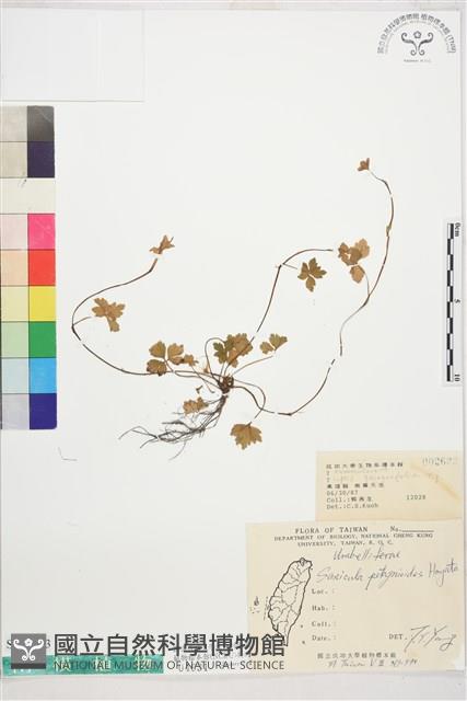 五葉黃連藏品圖，第1張