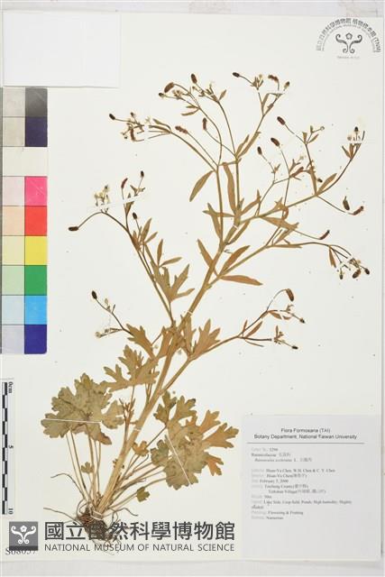 石龍芮藏品圖，第1張