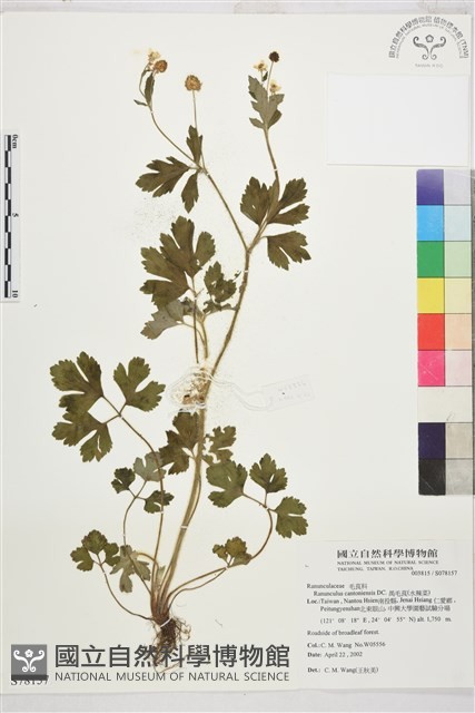 水辣菜、禺毛茛藏品圖，第1張
