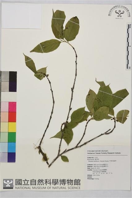 中原氏鼠李藏品圖，第1張