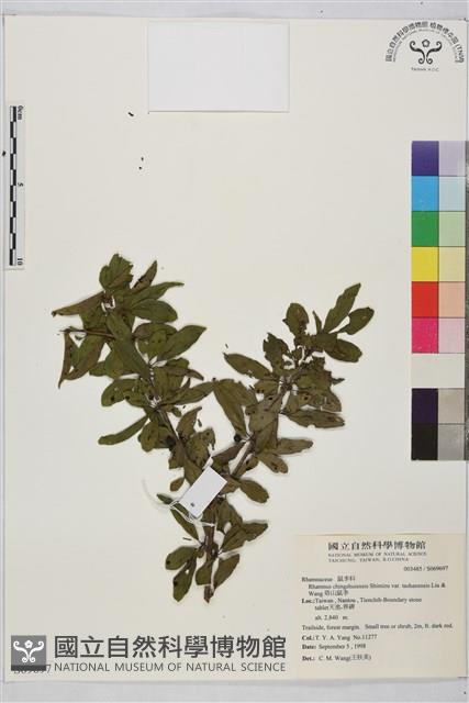 塔山鼠李藏品圖，第1張