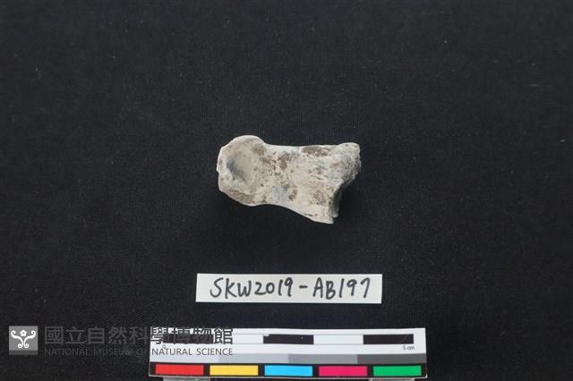 獸骨藏品圖，第1張