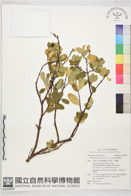 南嶺蕘花藏品圖，第1張
