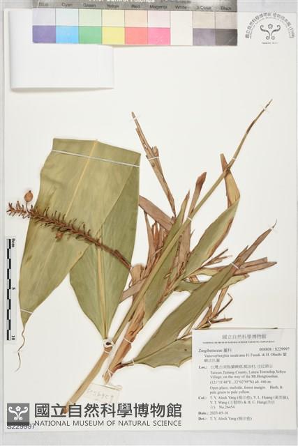 蘭嶼法氏薑藏品圖，第1張