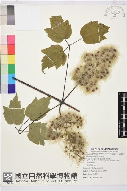 串鼻龍藏品圖，第1張