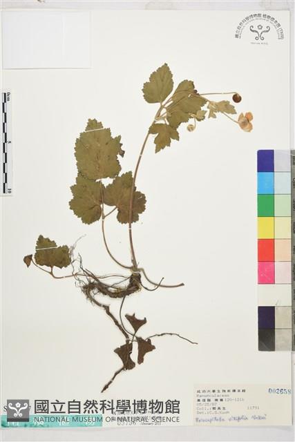 小白頭翁藏品圖，第1張