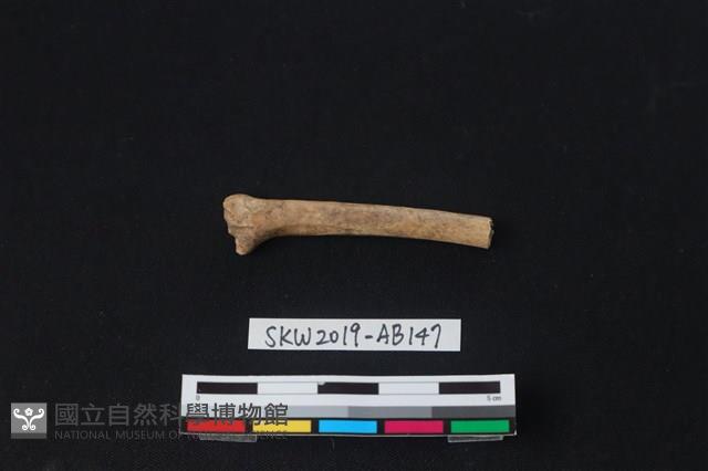 獸骨藏品圖，第1張