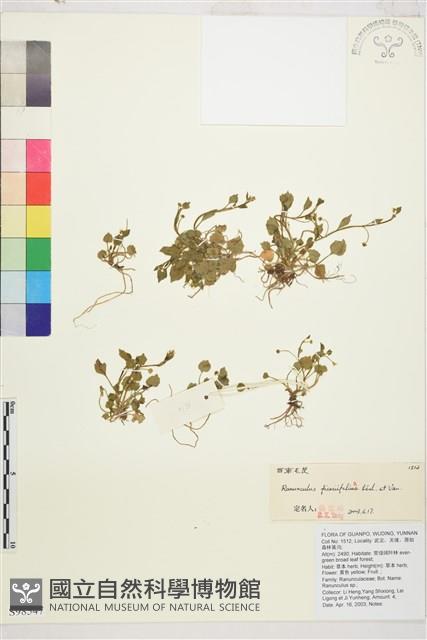 西南毛茛藏品圖，第1張