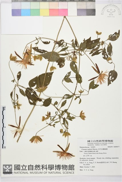 田代氏鐵線蓮藏品圖，第1張