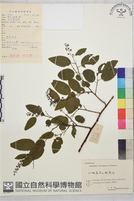 牯嶺勾兒菜, 臺灣黃鱔藤藏品圖，第1張