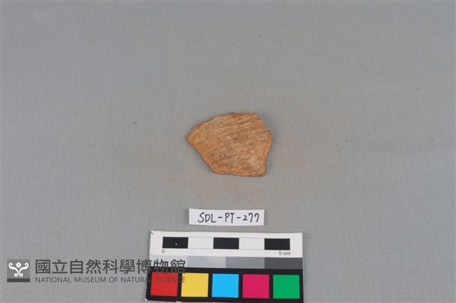 陶片藏品圖，第1張