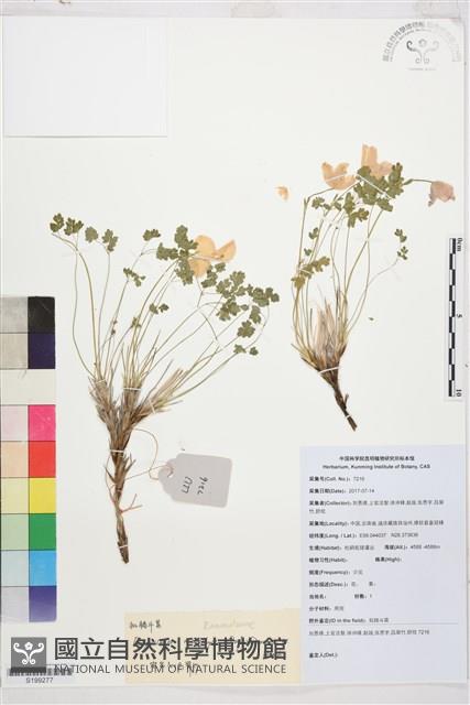 假耬斗菜藏品圖，第1張