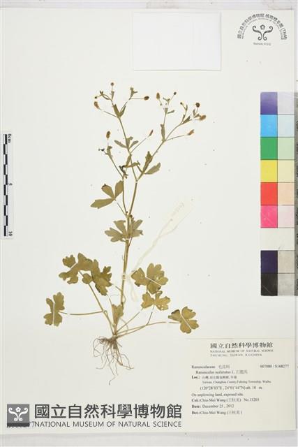 石龍芮藏品圖，第1張