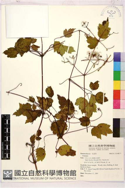 登錄號:S148277藏品圖，第1張