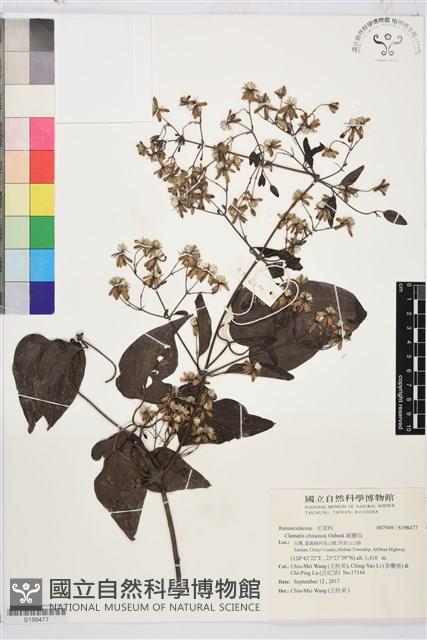 威靈仙藏品圖，第1張