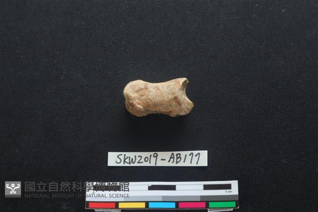 獸骨藏品圖，第1張