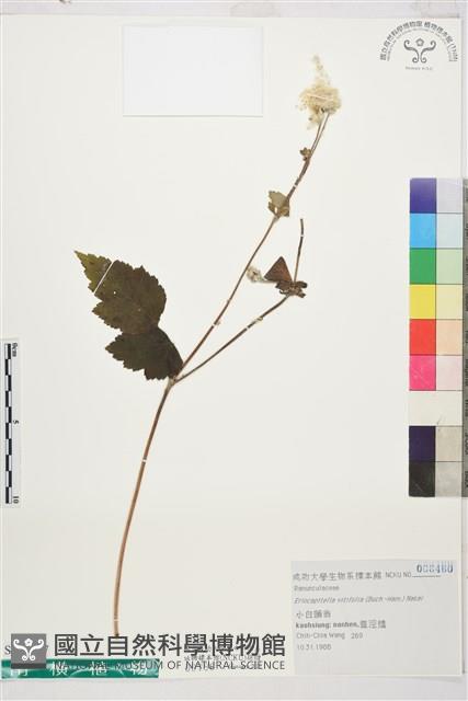 小白頭翁藏品圖，第1張