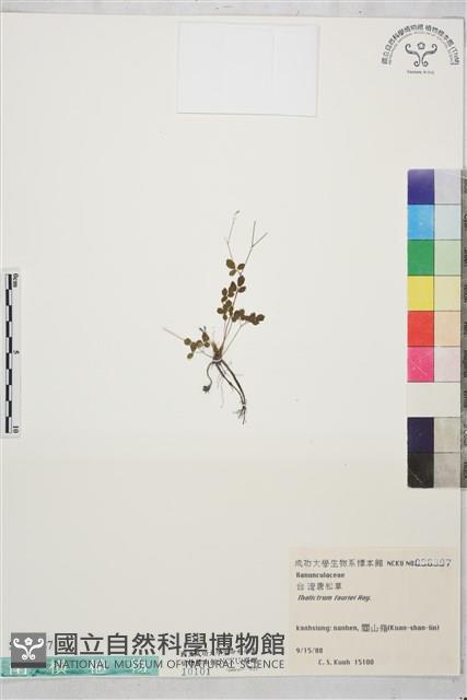 臺灣唐松草、臺灣鐵大烏藏品圖，第1張