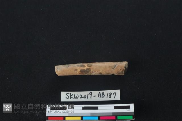 獸骨藏品圖，第1張