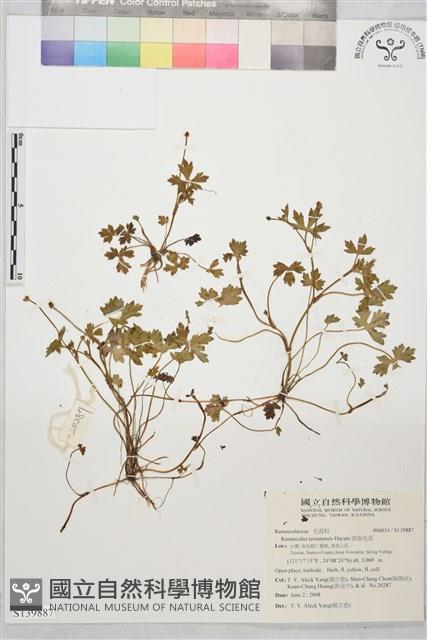 鹿場毛茛藏品圖，第1張